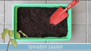 Hoe kweek je tomaten in pot 🌱  DEEL 1 quotTomaten zaaienquot  RENSKE VISSER GEWICHTSCONSULENT [upl. by Haddad]