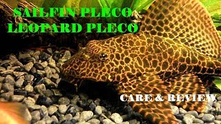 Sailfin Pleco  Leopard Pleco  Clown Pleco  Pterygoplichthys Gibbiceps [upl. by Welford]