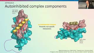 Computational design of autoinhibitory domains for a proteaseactivated PDL1 antagonist [upl. by Fabrianne]