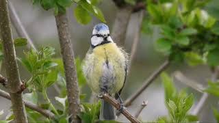 Blaumeise bei der Gefiederpflege 🐦 [upl. by Angelico]