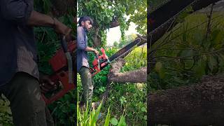 Amazing Fast Ped Kaatne Wali Machine Extreme Efficient Tree Cutting [upl. by Treblah]