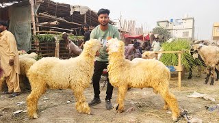 Tuesday Update  Shahpur Kanjra  Katu Maal  Mundre Chatre  Qurbani 2025 [upl. by Malha]