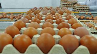 Laying hens management in conventional cages [upl. by Akeyla]