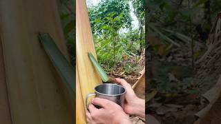 Solo girl Survival Water from banana tree survival outdoors [upl. by Iroc752]