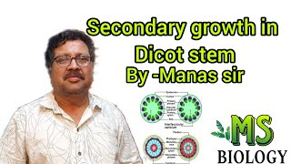 secondary growth in dicot stem [upl. by Masha549]