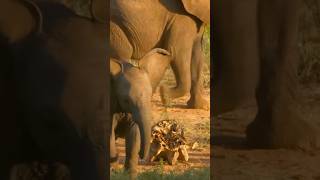 Elephants Feel Grief Like Us – This Will Touch Your Heart [upl. by Ahcorb]