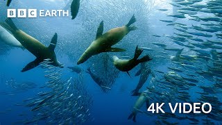 Sardine Feeding Frenzy with Sharks Penguins and More  4K UHD  The Hunt  BBC Earth [upl. by Sadnac]