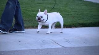 Hip dysplasia in french bulldog [upl. by Botnick]