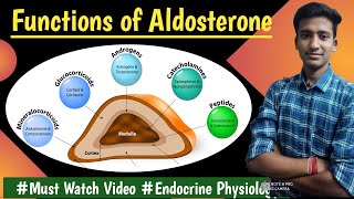 Aldosterone Mineralocorticoids  Endocrine Physiology LecturesMBBS Ashish [upl. by Arratahs]