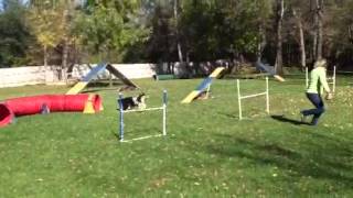 Riverside Mystic Pearl Mystic training agility [upl. by Atnoid]