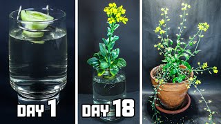 REgrowing Baby Bok Choy From Scrap To Flower 65 Days Time Lapse [upl. by Ahsiniuq]