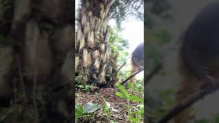 How to uproot a palm nut tree  Very wonderful [upl. by Stier726]