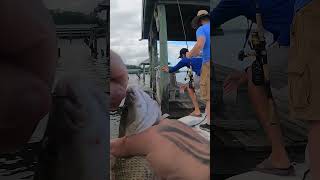 Catching a Mangrove Snapper in the Indian River Lagoon fishing floridafishing indianriverfish [upl. by Ieso1]