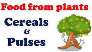 Food from Plants  Cereals and Pulses [upl. by Luamaj]