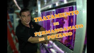 El permanganato de potasio y la importancia de ese tratamiento en la cría de peces discus [upl. by Lamprey467]