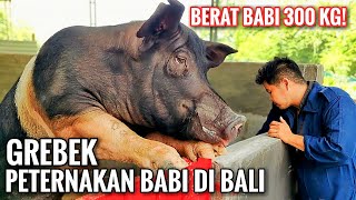 GREBEK PETERNAKAN BABI DI BALI  DARI A SAMPAI Z  Peternakan Babi Organik Nathalia Farm [upl. by Ahsirkal]