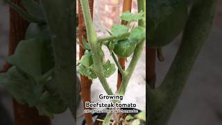 Beefsteak tomato tomato plants gardening [upl. by Wardieu]