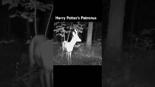 Harry Potter’s patronus in our wood deer chevreuil [upl. by Dewhirst]