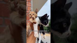 Two passing cats shortsvideo animals shortscute [upl. by Yerok]