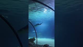 Wait for the end😎 netherlands rotterdam zoo aquarium fishes shorts ytshort [upl. by Massey]