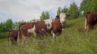 Come si fa la Fontina in inverno  La Croix [upl. by Bast]