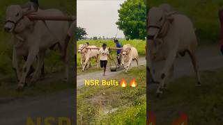 NSR Bulls After 11 mins Beta🔥🔥  RamaBheema  2 Teeth Bulls  RamaKrishnaPuram [upl. by Valida213]