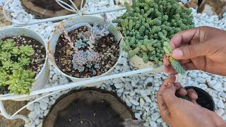 Propagating Sedum Dasyphyllum quotMajorquot Providing information about sedums known as stonecrops [upl. by Ahsikit]