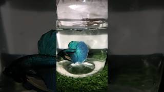 Slow motion betta fish flaring 💫bettafishaquariumhobbyfollowformore 🙏 [upl. by Bert]