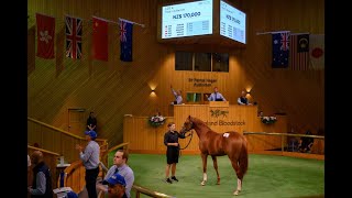 LIVE Karaka 2024 Yearling Sale Book 1 Day Two [upl. by Julianna101]