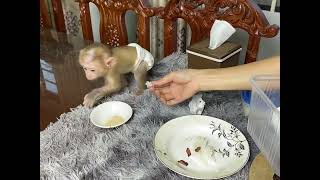 Small Cute Baby Boy Want to eat rice with mom [upl. by Acihsay]