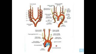 7  Embryologie de lappareil cardio vasculaire partie 7 [upl. by Annawot205]