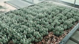 First Autumn Watering for Lithops and Conophytum [upl. by Japheth]