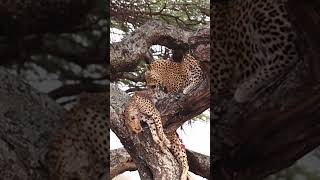 Nature’s Unexpected Twist Leopard Kills and Devours a Cheetah [upl. by Strickman]