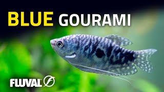 Species Spotlight  Blue Gourami [upl. by Japheth]