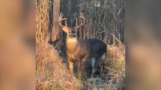 Detroiters not thrilled with growing deer populations in their neighborhoods [upl. by Eidob84]