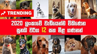 Dogs  Most Popular 12 Dog Breeds in Sri Lanka  dog price in sri lanka  rottweiler  dog show [upl. by Goto]