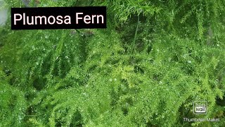 AsparagusPlumosa Fern Care for greenbushy and healthy plantUsed for indoor decoration [upl. by Purington279]