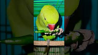 Parrot eating green 🍏🍏🍏 chilli birds parrotsinging talkingparrot cute parrot [upl. by Ariay]