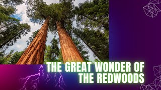 THE GREAT WONDER OF THE REDWOODS [upl. by Redmer]