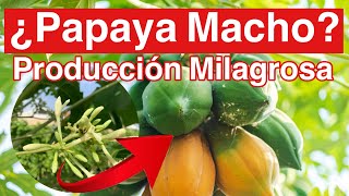 Cómo Hacer Producir a una Planta “Macho” de Papayas [upl. by Manara570]