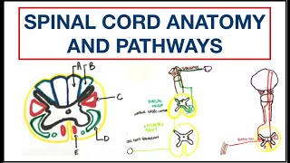 Spinal cord Anatomy and Pathways  Corticospinal  Spinothalamic  Dorsal column  USMLE  MCQ [upl. by Enoid]