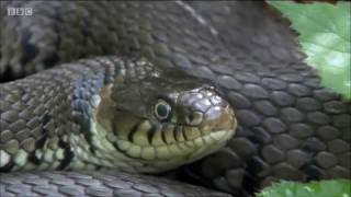 Grass Snakes on Springwatch 2016 [upl. by Estella374]