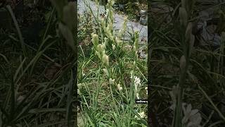 garden को खुशबू से भर देने वाला flower rajnigandha flowers short shortfeed [upl. by Nickles903]