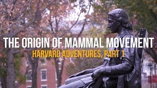 The Origin of Mammal Movement Harvard Adventures Part I [upl. by Netsirt]