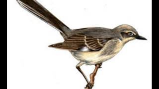 John Yorke Atlee  The Mocking Bird 18911893 Whistling Song Brown Wax Cylinder [upl. by Adnuhsed]