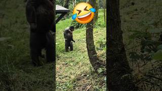 Funny 🤣🤣 wooly monkey so cute monkey short videoshortsfunnycutemonkeyytshortsanimalsbandar [upl. by Llevrac236]