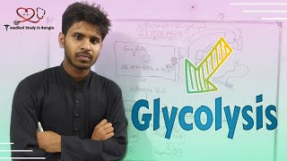 Overview of Glycolysis in Bangla CHO Metabolism [upl. by Ellerol]