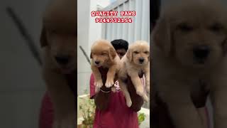 GOLDEN RETRIEVER PUPS AVAILABLE pets petmarket goldenretriever retriever puppy sale cheap [upl. by Otokam]