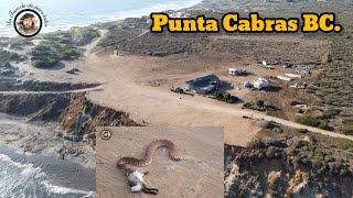 Punta Cabras Baja California fishing pesca surf serpientes [upl. by Nylanna]