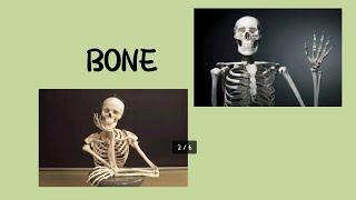 Skeletal System ☠️🦴🩻 Types of bones Function of skeletal system nursing bioscience 🦴 [upl. by Dent]